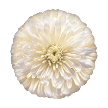 PALLONCINO FIORE BIANCO FOTOGRAFICO PZ.1
