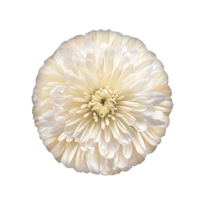Palloncino Fiore Bianco Fotografico Pz.1 Mylar Tondo 18" Cm.45 main product photo